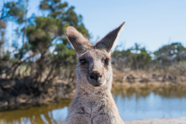 Single Trip Cancellation Coverage